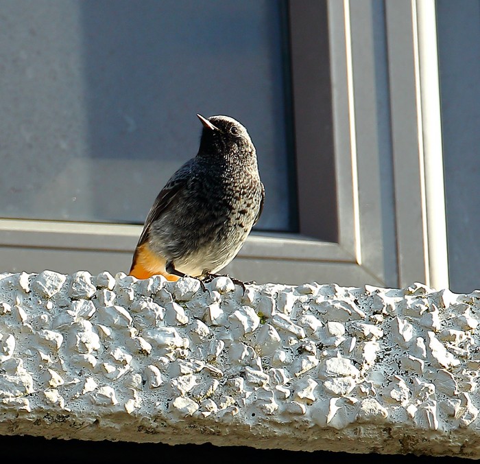 Black Redstart