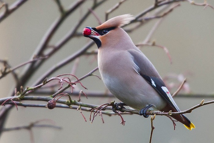 Waxwing