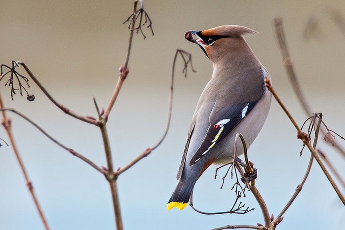 Waxwing