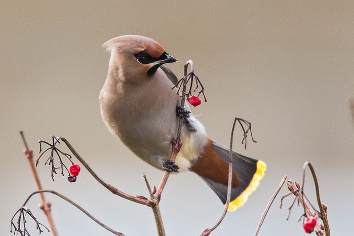 Waxwing