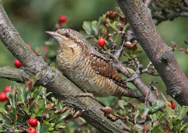 Wryneck