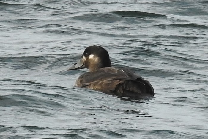 Surf Scoter