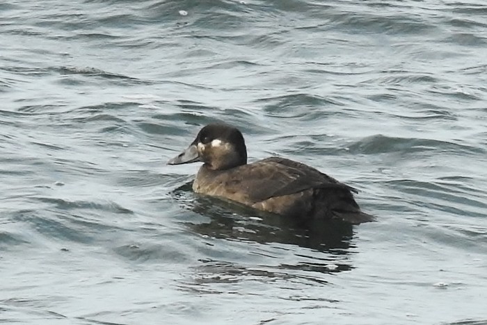 Surf Scoter