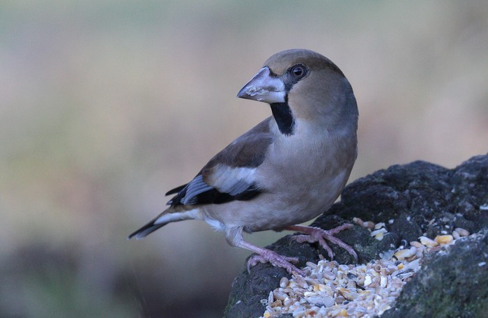 Hawfinch