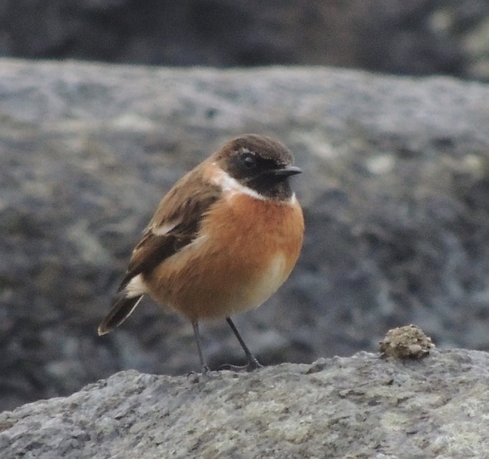 Stonechat