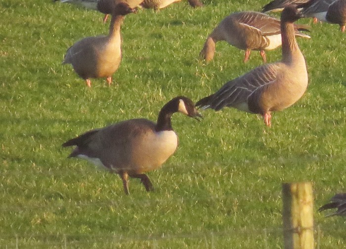 Todd's Canada Goose