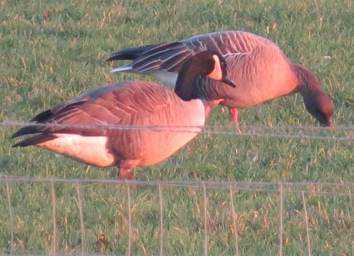 Todd's Canada Goose