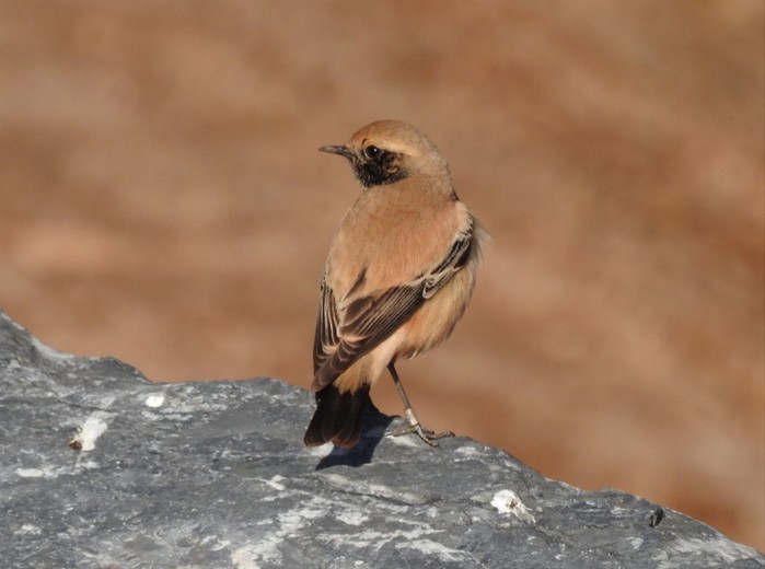 Desert Wheatear