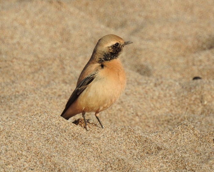 Desert Wheatear