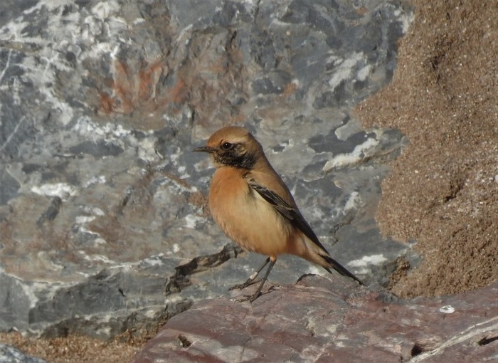 Desert Wheatear