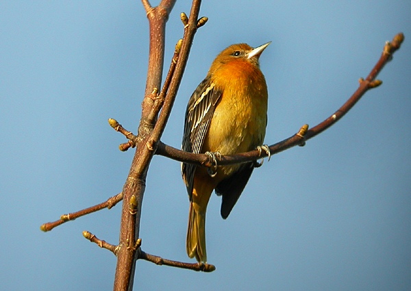 Baltimore Oriole