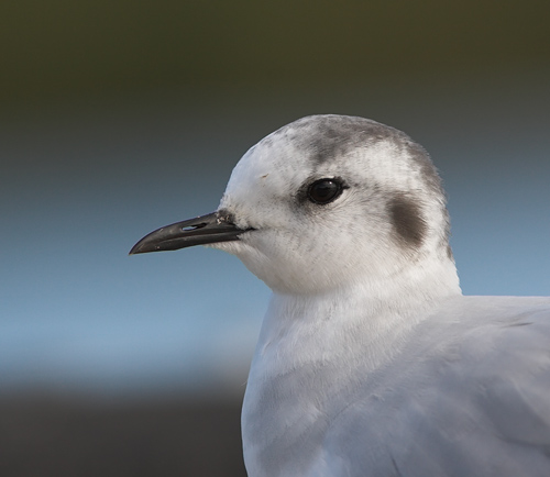 Little Gull