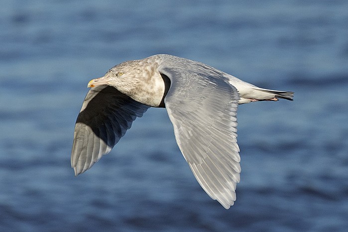 Glaucous Gull