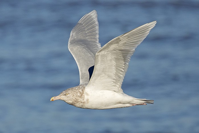 Glaucous Gull