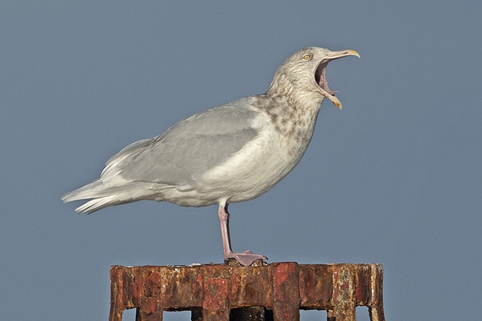 Glaucous Gull