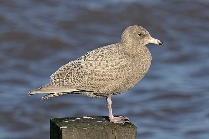 Glaucous Gull