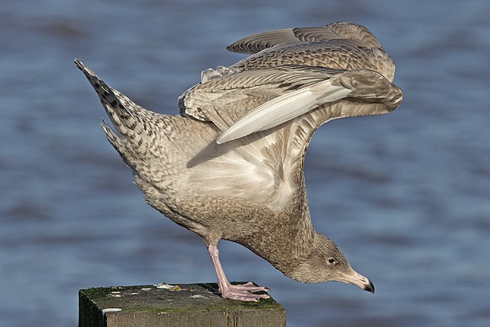 Glaucous Gull