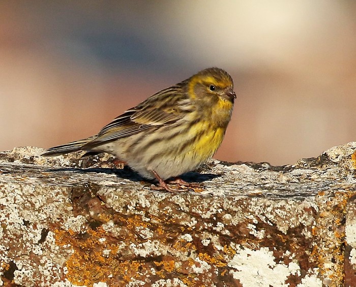 Serin 