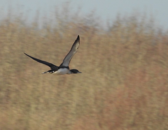Pacific Diver