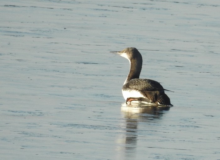 Pacific Diver