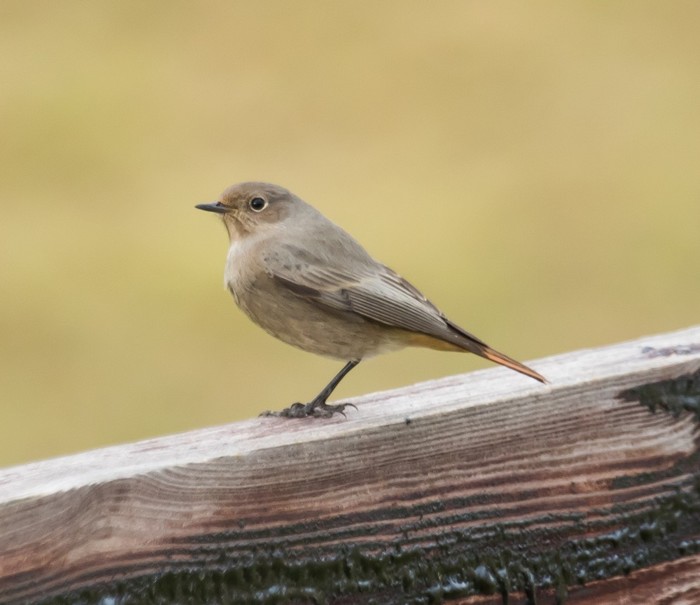 Black Redstart