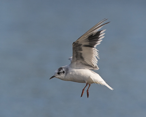 Little Gull