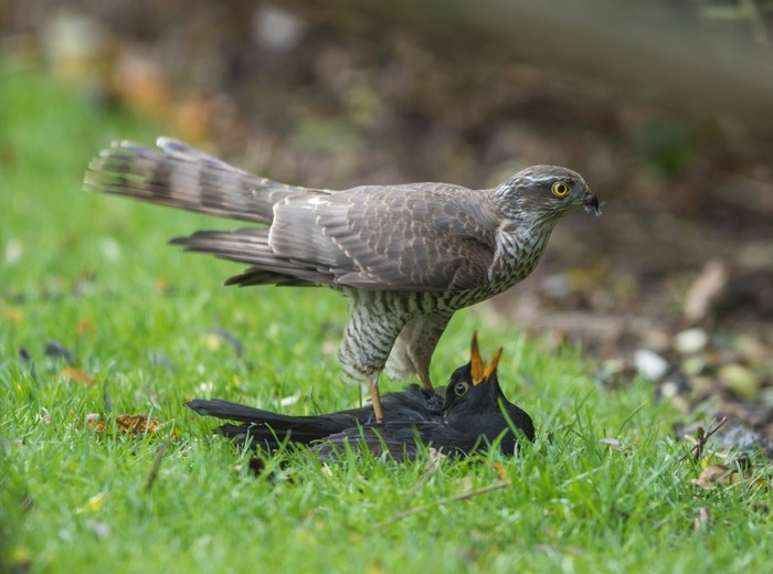 Sparrowhawk