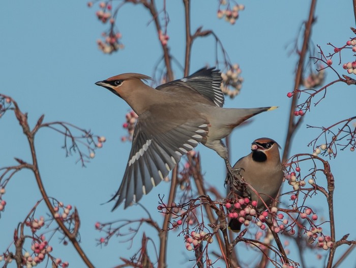 Waxwing