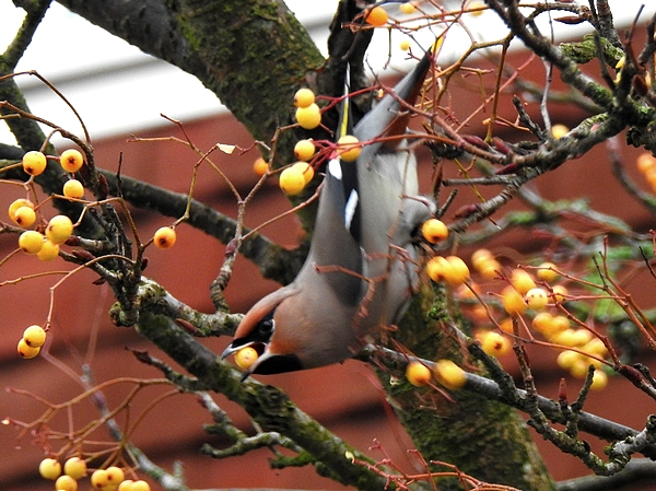 Waxwing