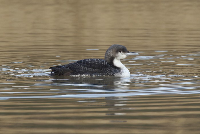 Pacific Diver