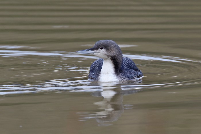 Pacific Diver