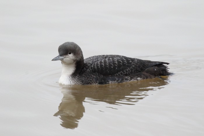 Pacific Diver