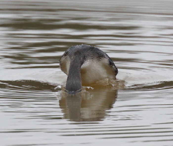 Pacific Diver
