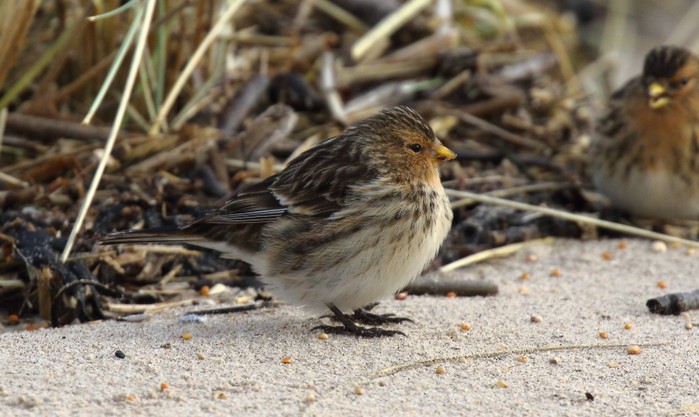 Twite