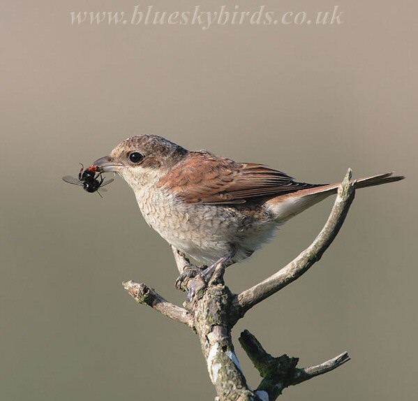 Red-backed Shrike