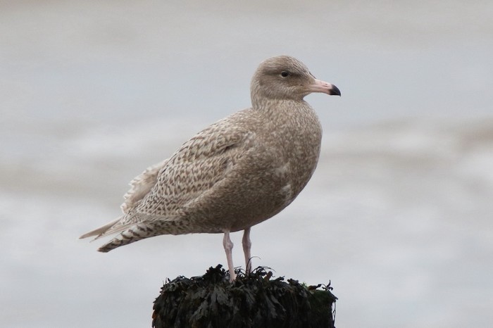 Glaucous Gull