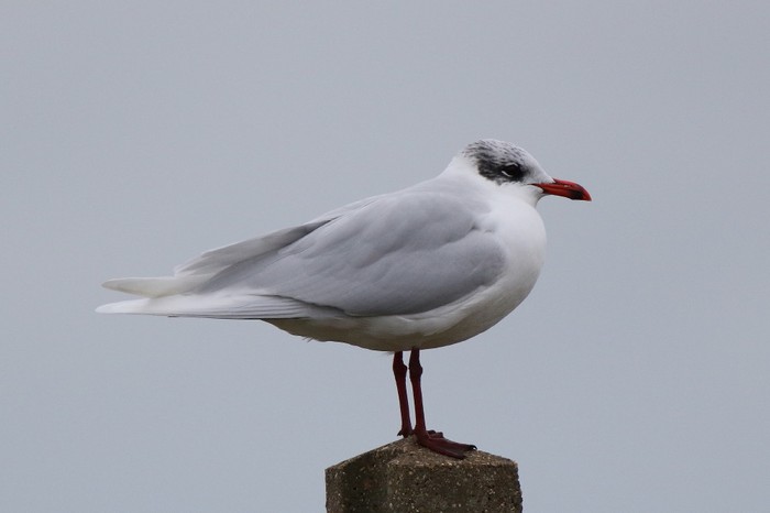 Mediterranean Gull