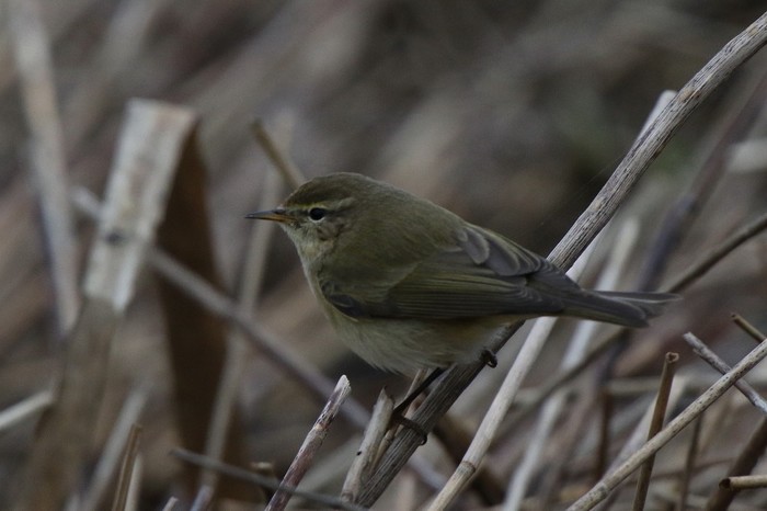Chiffchaff