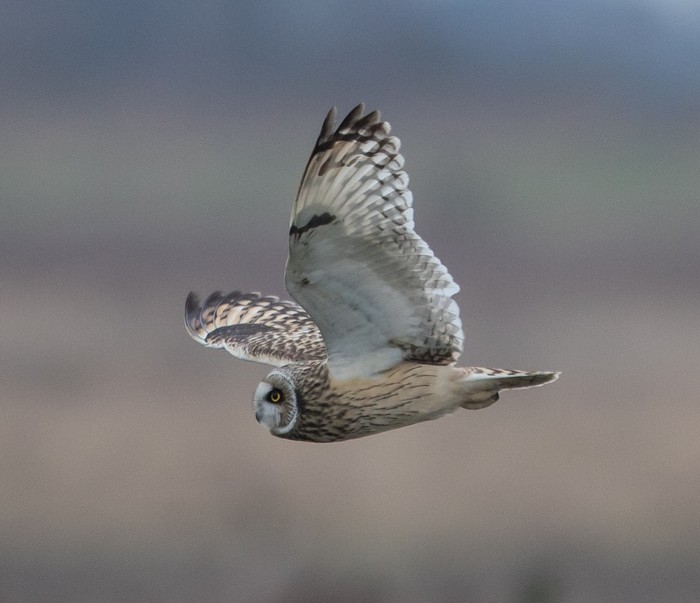 Short-eared Owl