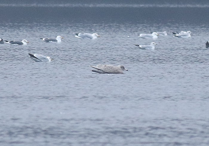 Glaucous Gull