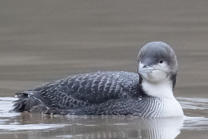 Pacific Diver