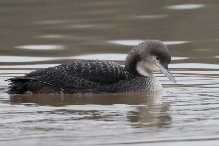 Pacific Diver