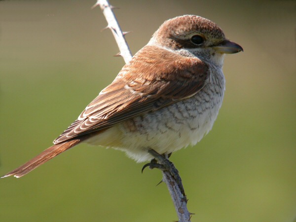 Red-backed Shrike