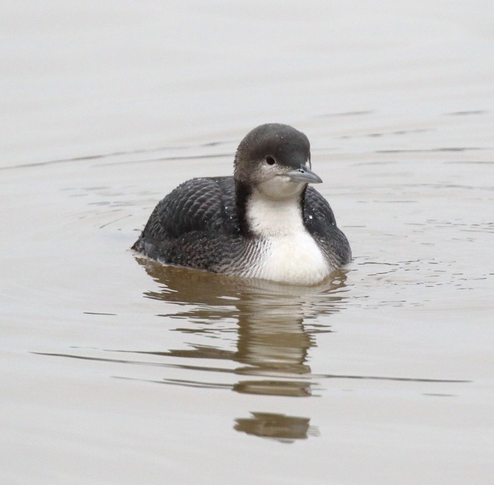 Pacific Diver