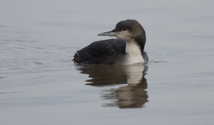 Pacific Diver