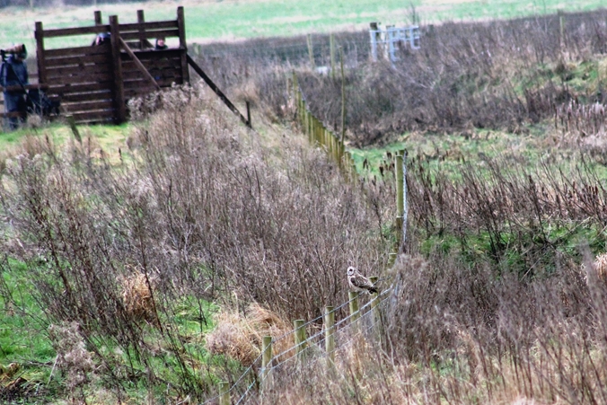 Short-eared Owl