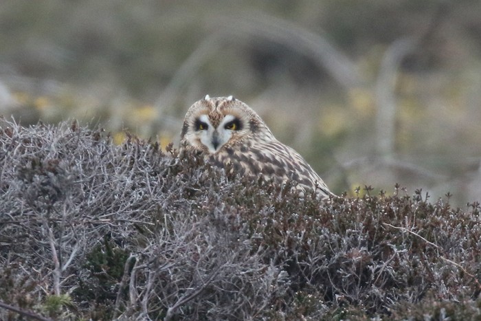 Short-eared Owl