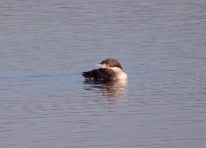 Pacific Diver