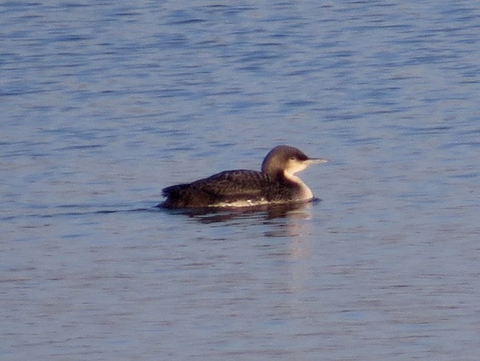 Pacific Diver