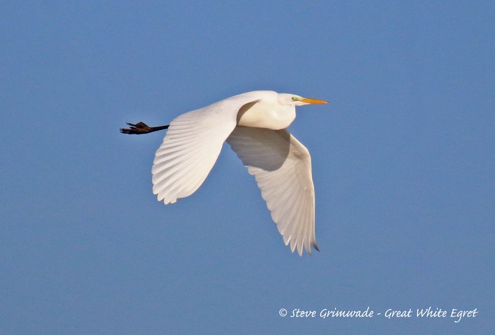 Great White Egret